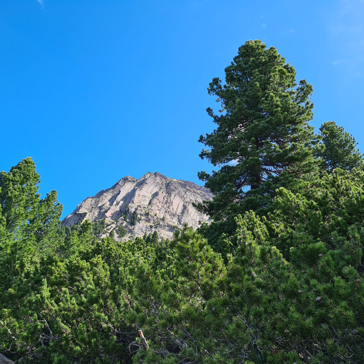 Zirbe (Pinus cembra) in Südtirol