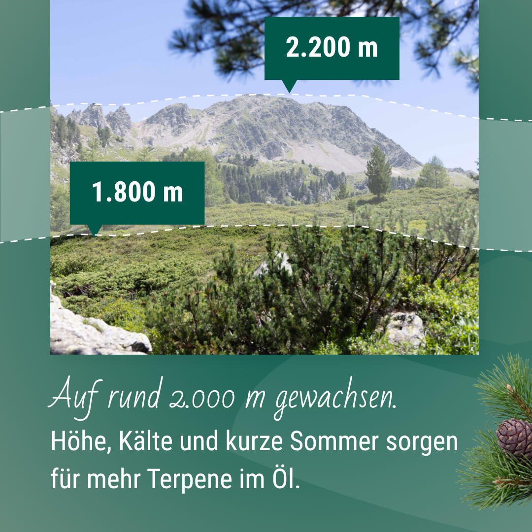 Pinus Alpium Zirbenöl, PDP-Slide: Auf rund 2.000 m gewachsen