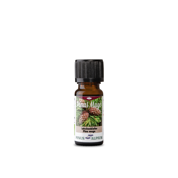 Latschenkieferöl 10 ml – naturrein