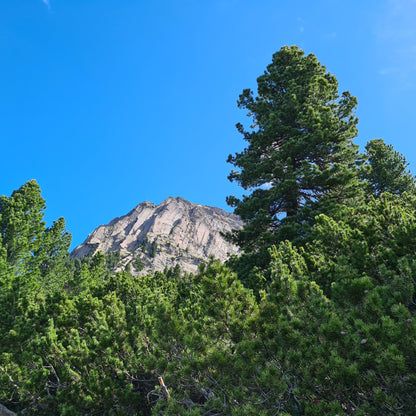 Zirbe (Pinus cembra) in Südtirol